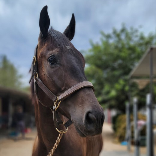 Adoptable horse Espresso