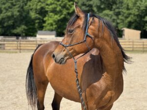 ASPCA Right Horse Adoptable Horse of the Week: Fancy