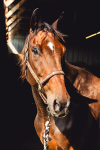 ASPCA Right Horse Adoptable Horse of the Week: Flag Bearer