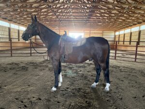 ASPCA Right Horse Adoptable Horse of the Week: Flying Comet