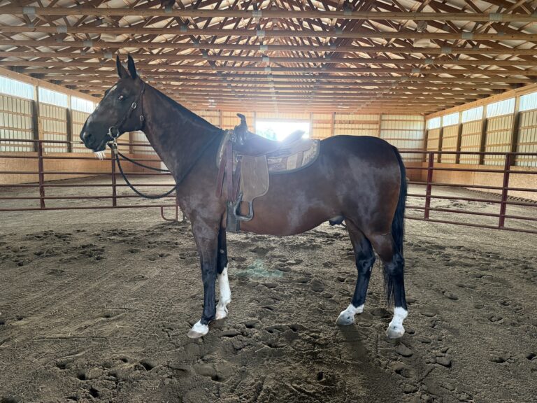 ASPCA Right Horse Adoptable Horse of the Week: Flying Comet