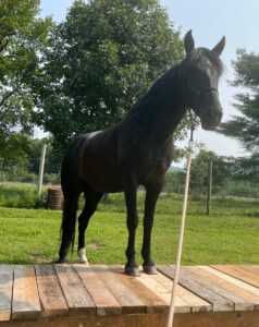 ASPCA Right Horse Adoptable Horse of the Week: Frey