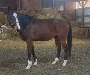 ASPCA Right Horse Adoptable Horse of the Week: Ghostly Vision
