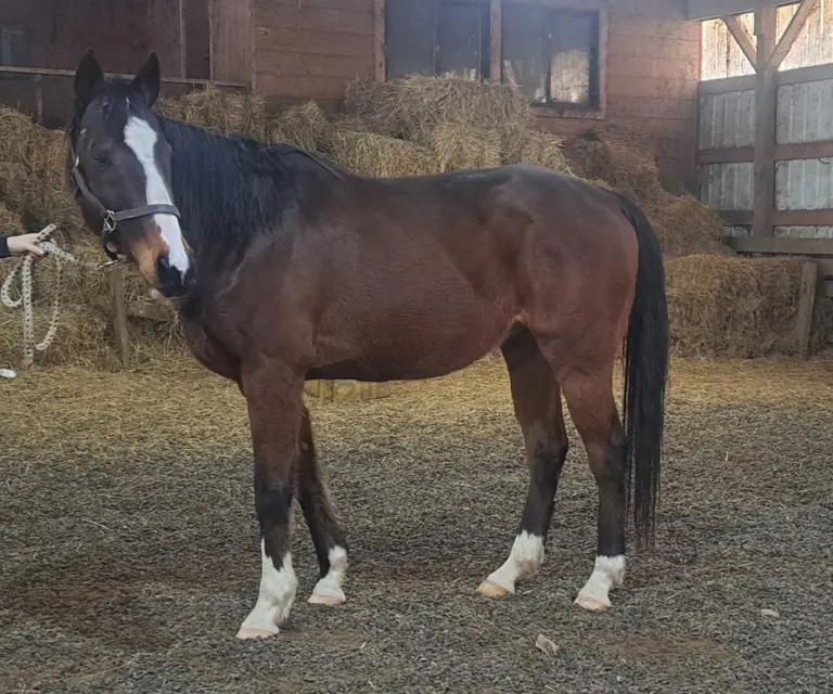 ASPCA Right Horse Adoptable Horse of the Week: Ghostly Vision