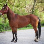 Adoptable horse Gummy.