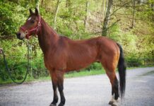 Adoptable horse Gummy.