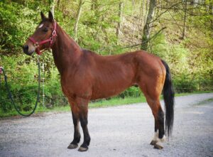 ASPCA Right Horse Adoptable Horse of the Week: Gummy