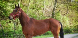 Adoptable horse Gummy.