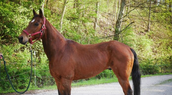 Adoptable horse Gummy.