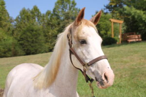 ASPCA Right Horse Adoptable Horse of the Week: Hali