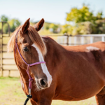 ASPCA Right Horse Adoptable Horse of the Week: Haven Adoptable horse Haven.