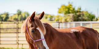 ASPCA Right Horse Adoptable Horse of the Week: Haven Adoptable horse Haven.