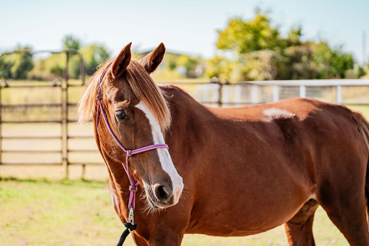Adoptable horse Haven.