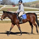 Adoptable horse Hazel.