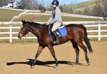 ASPCA Right Horse Adoptable Horse of the Week: Hazel Adoptable horse Hazel.