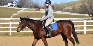 Adoptable horse Hazel.