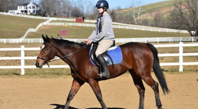 Adoptable horse Hazel.