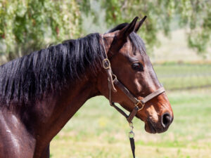 ASPCA Right Horse Adoptable Horse of the Week: Hercules