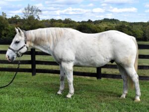 ASPCA Right Horse Adoptable Horse of the Week: Hyde
