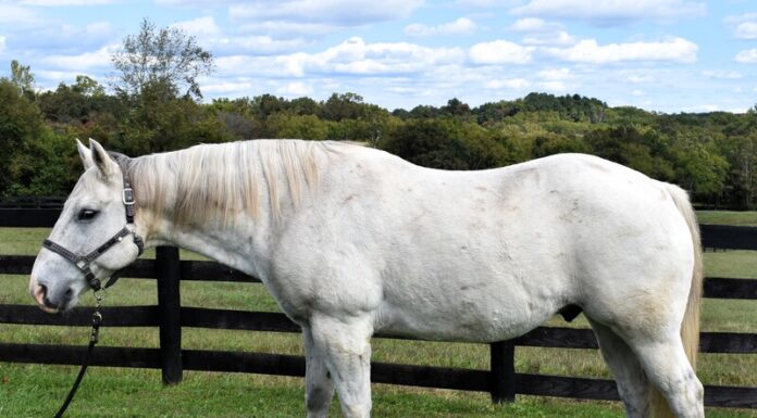 Adoptable horse Hyde