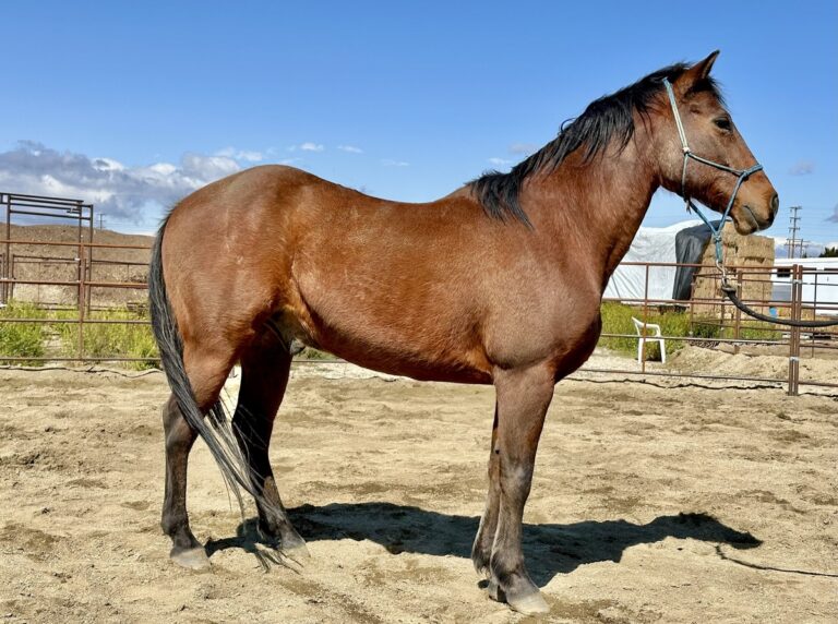 ASPCA Right Horse Adoptable Horse of the Week: Jax