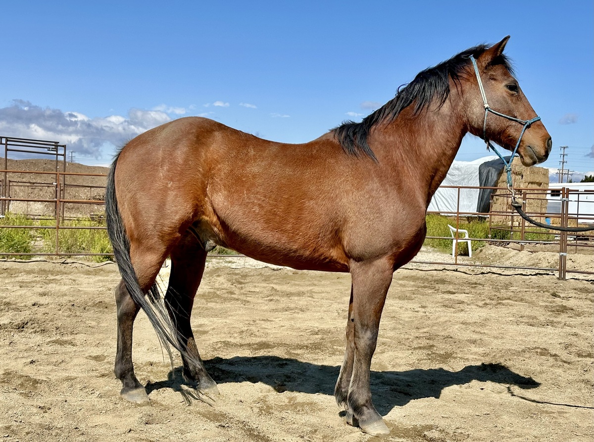 Adoptable horse Jax.
