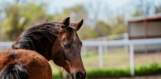 Adoptable horse Jenny.