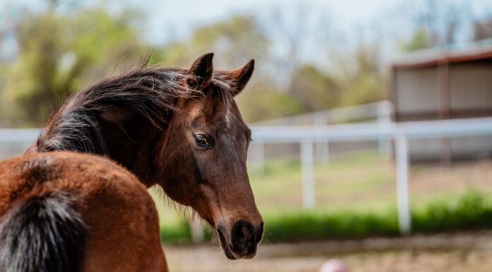 Adoptable horse Jenny.