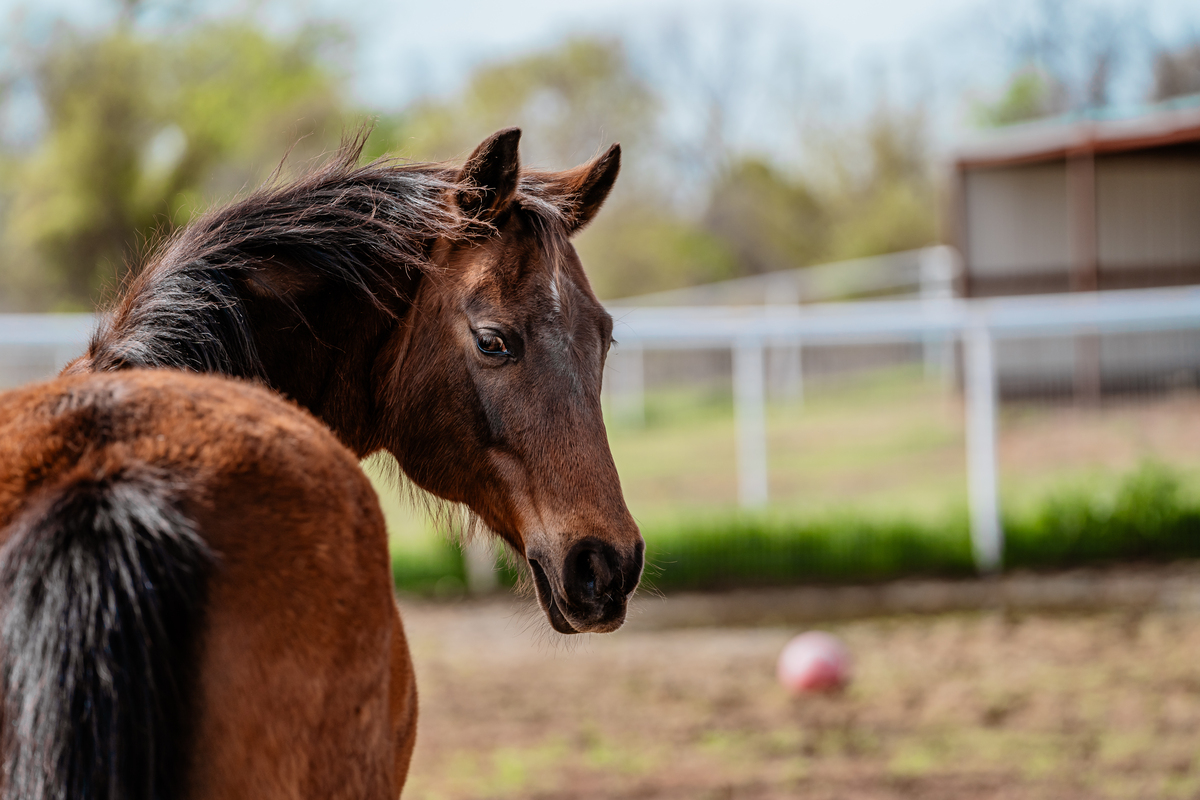 Adoptable horse Jenny.