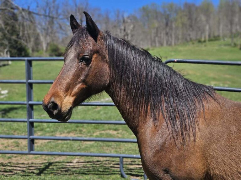 ASPCA Right Horse Adoptable Horse of the Week: Jimmy Lloyd