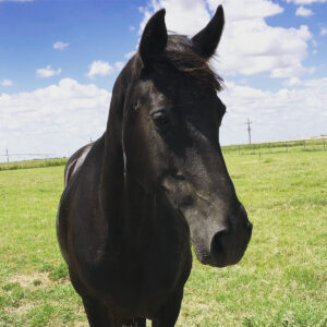 ASPCA Right Horse Adoptable Horse of the Week: Junebug