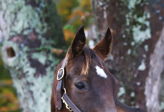 Adoptable horse Lady Witha Secret