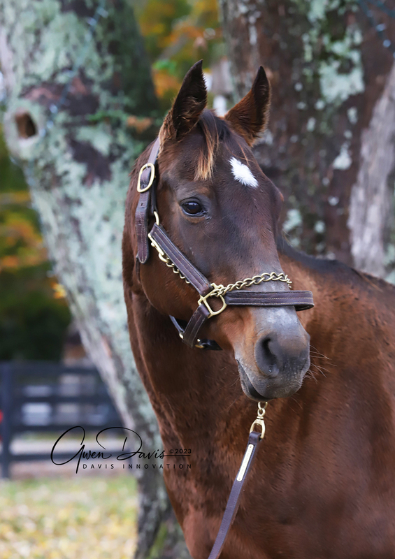 Adoptable horse Lady Witha Secret