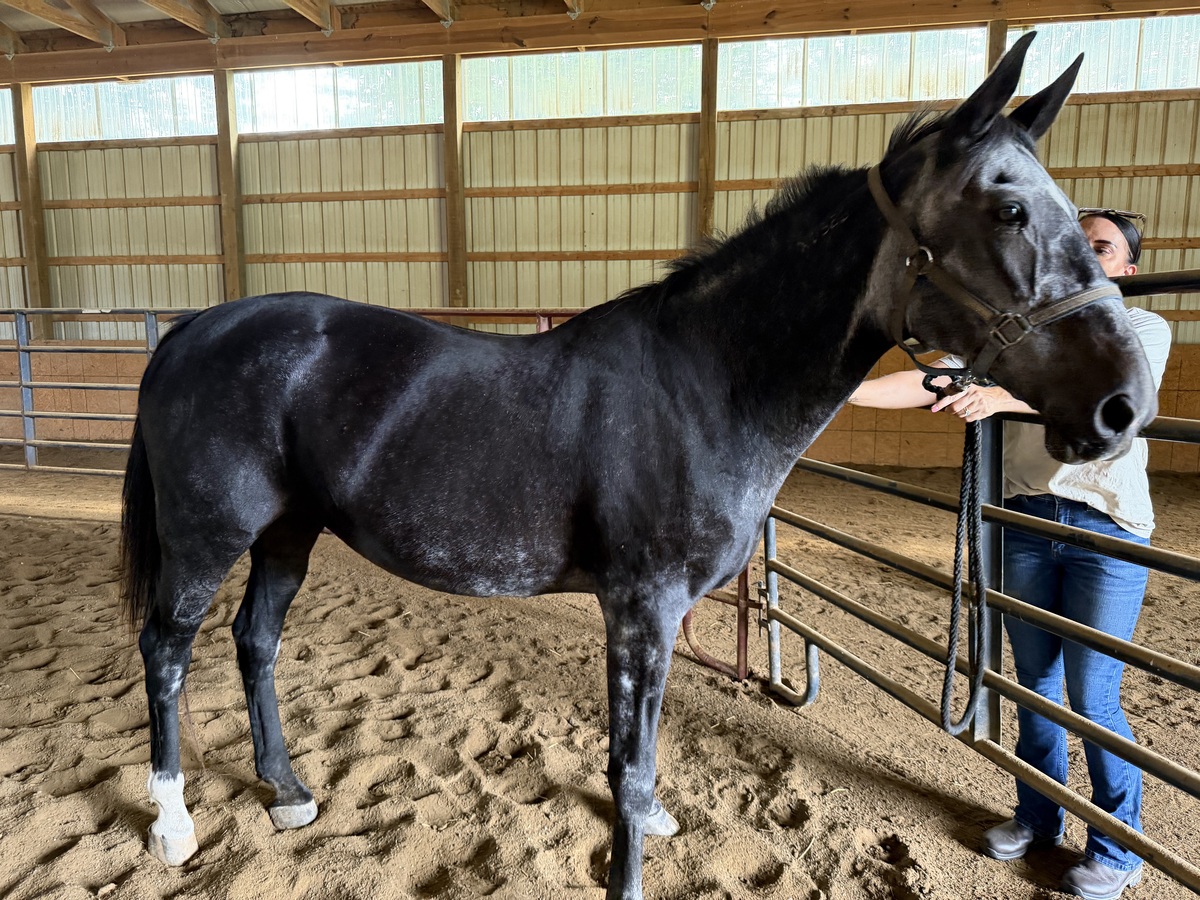 ASPCA Right Horse Adoptable Horse of the Week: Lady