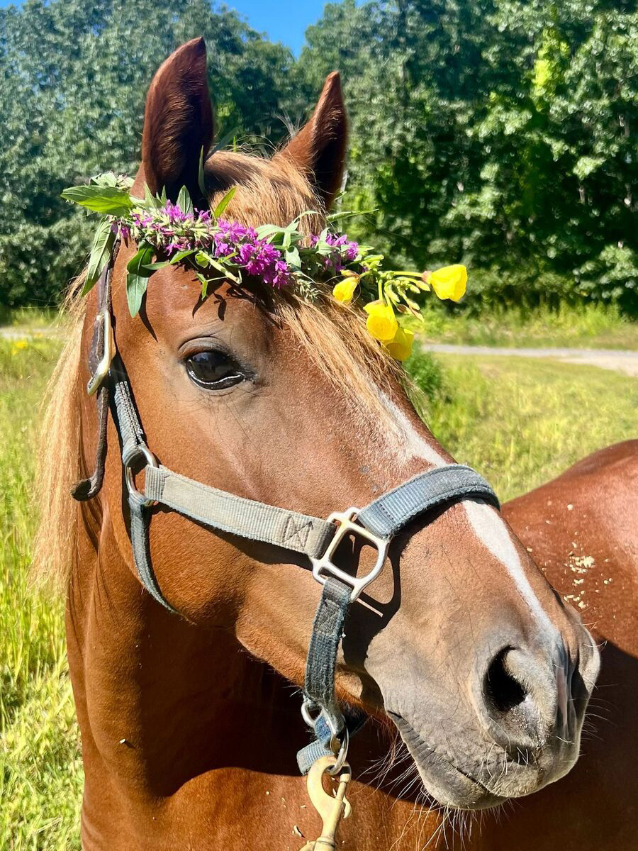 Adoptable horse Libby.