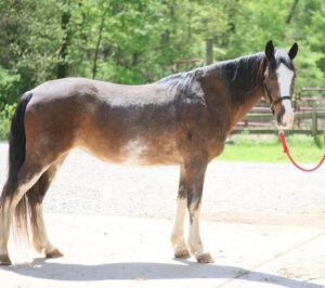ASPCA Right Horse Adoptable Horse of the Week: Lucille