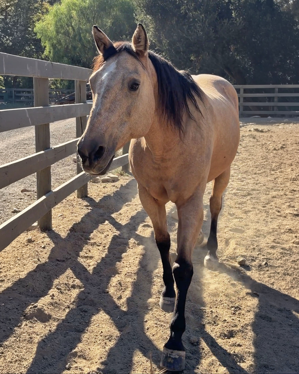 Adoptable horse Maddie.