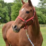 Adoptable horse Maggie Morris
