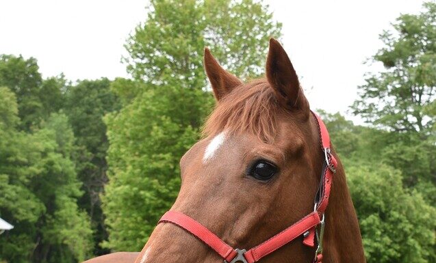 Adoptable horse Maggie Morris