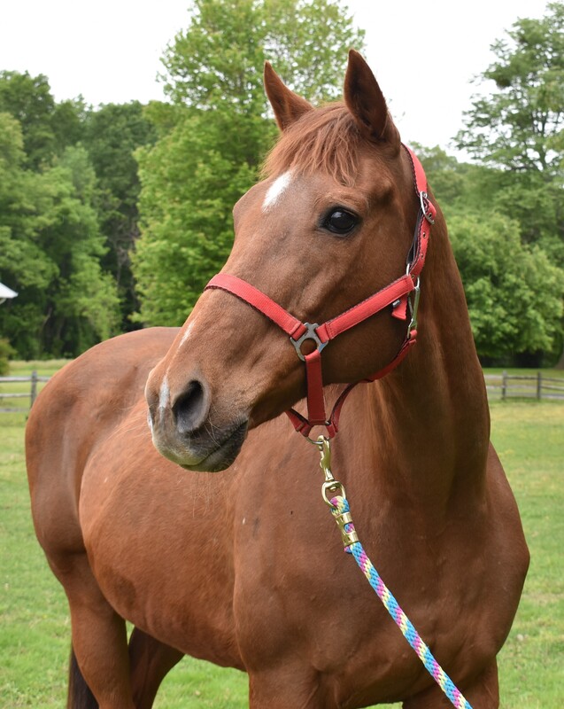 Adoptable horse Maggie Morris