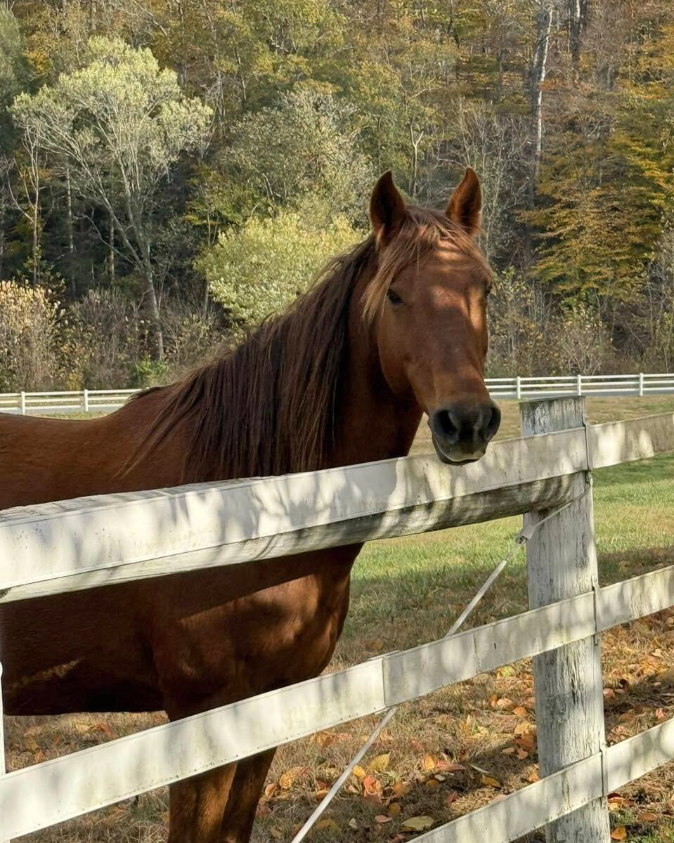 Adoptable horse Maggie.