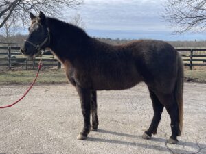 ASPCA Right Horse Adoptable Horse of the Week: Miss Grace
