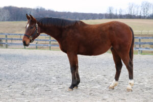 ASPCA Right Horse Adoptable Horse of the Week: Mochi