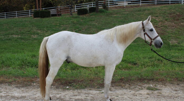 Adoptable horse Monty