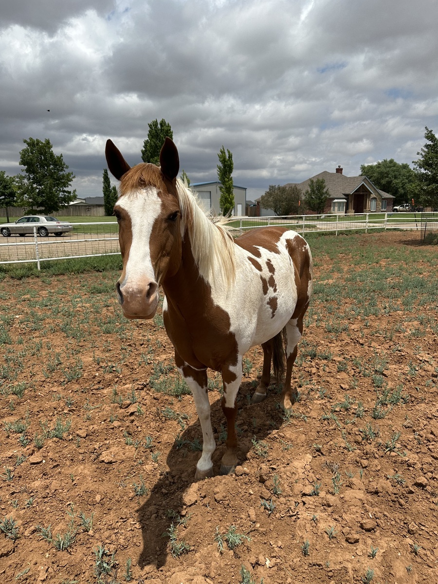 Adoptable horse Moonshine.
