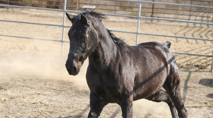 Adoptable horse Morena