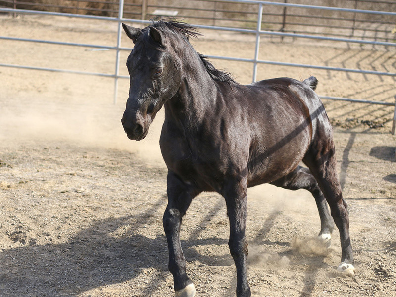 Adoptable horse Morena