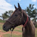ASPCA Right Horse Adoptable Horse of the Week: Moven Van Adoptable horse Moven Van.