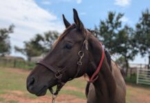 Adoptable horse Moven Van.