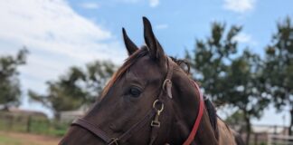 Adoptable horse Moven Van.